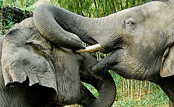 Elephant Polo In Thailand 2023 2024 2