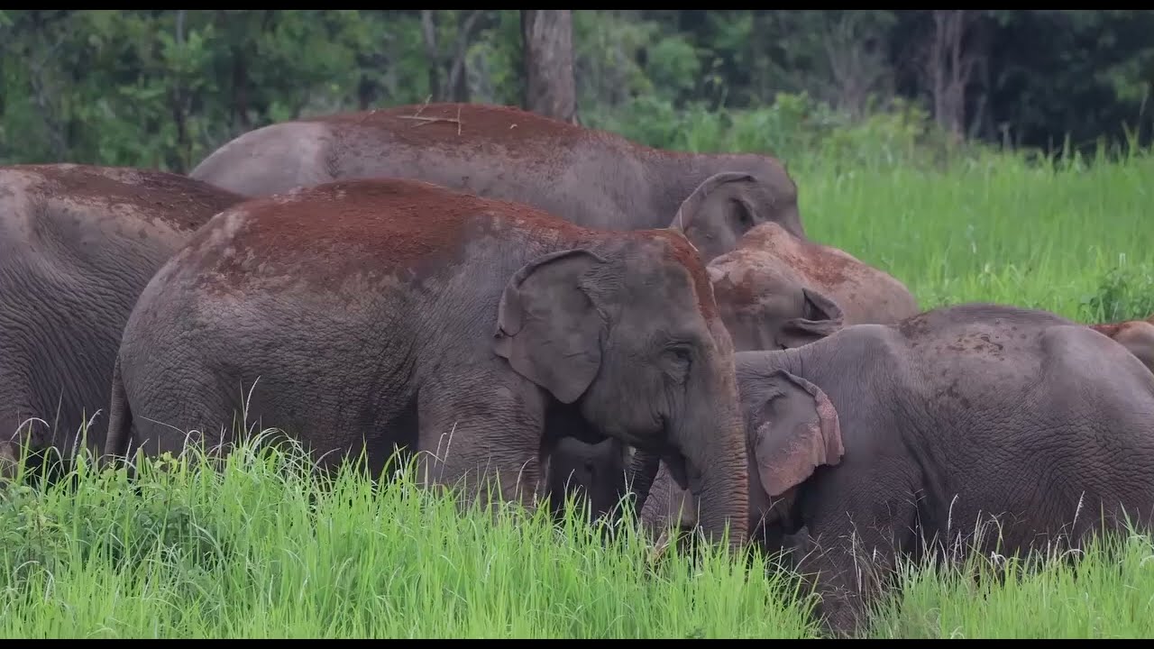 Dia Nacional do Elefante Tailandês 2023 2024
