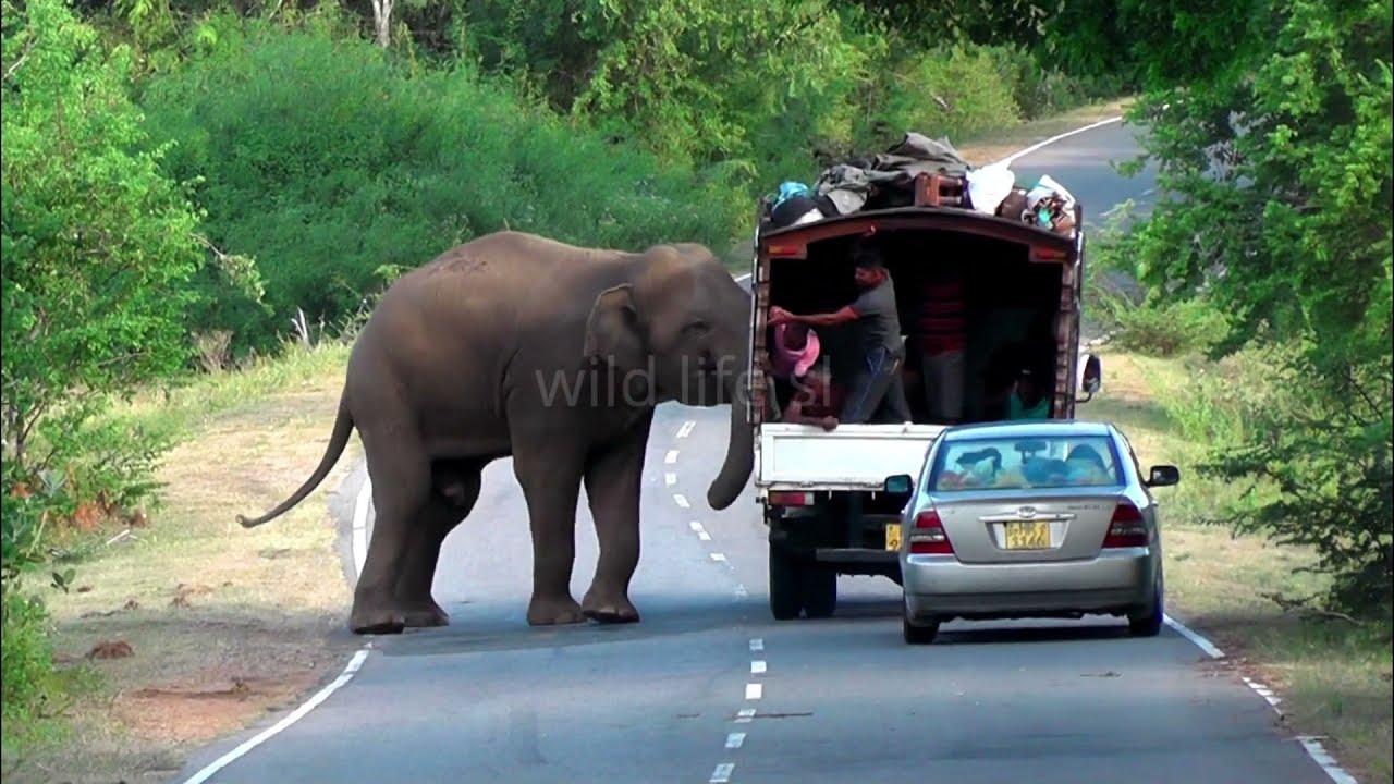 National Thai Elephant Day 2023 2024 4